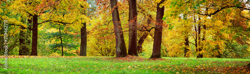 trees with multicolored leaves in the park