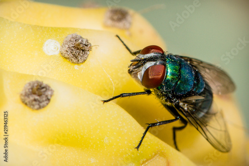 A common green bottle fly sitting on an yellow fruit