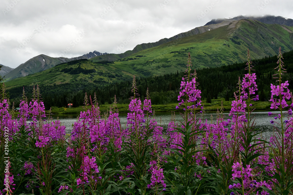 Obraz premium Fireweed Landscape