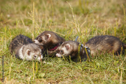 Group of ferrets on summer meadow enjoying their game © Couperfield