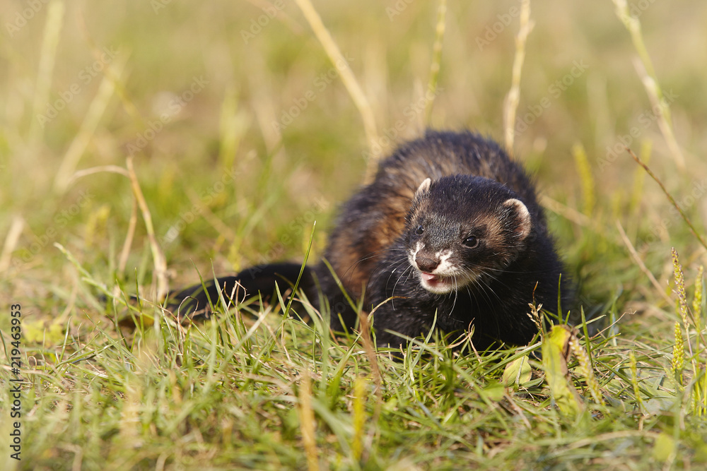 Dark sable ferret on summer meadow enjoying their game Dark sable ferret on summer meadow enjoying their game