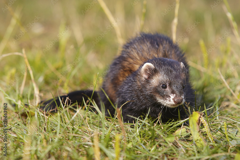 Dark sable ferret on summer meadow enjoying their game Dark sable ferret on summer meadow enjoying their game
