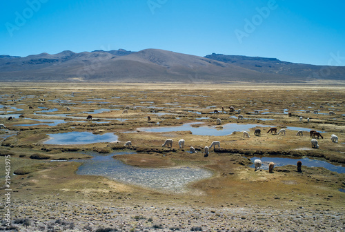 Landscape with a Herd of Llamas