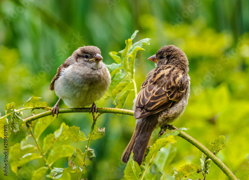 Two sparrows sit on a branch and look at each other in the park in the summer photo