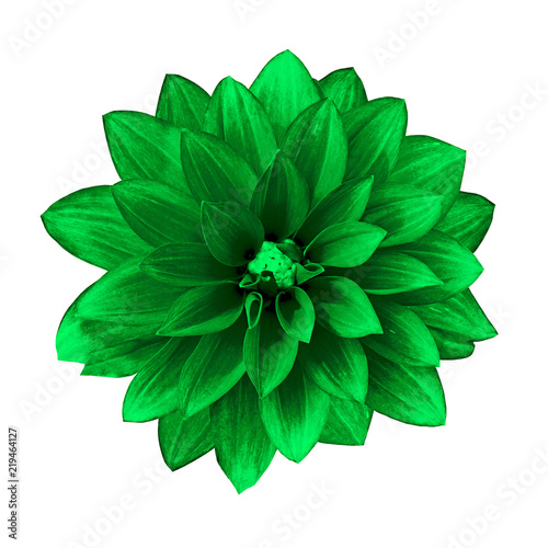 Fototapeta Naklejka Na Ścianę i Meble -  flower green dahlia isolated on white background. Close-up. Element of design. Nature.