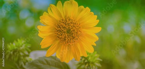 Fototapeta Naklejka Na Ścianę i Meble -  Sonnenblume vor Grün, mit Textraum