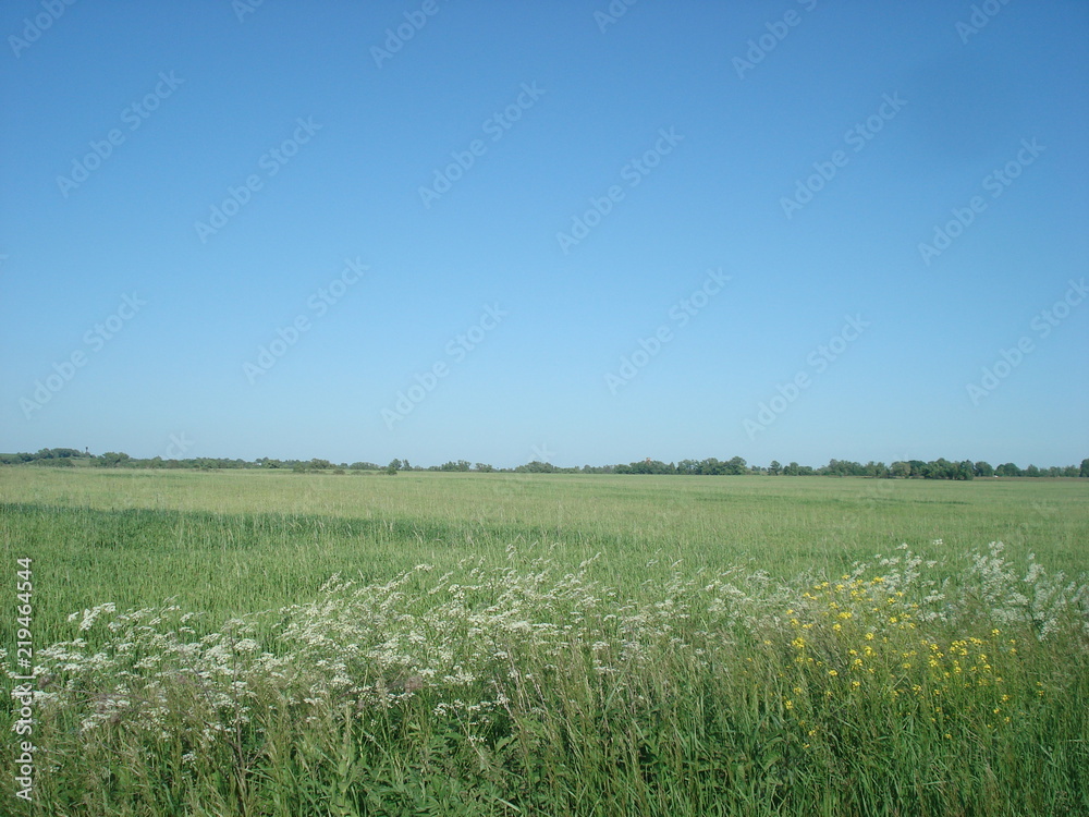 Fototapeta premium Ryazan field