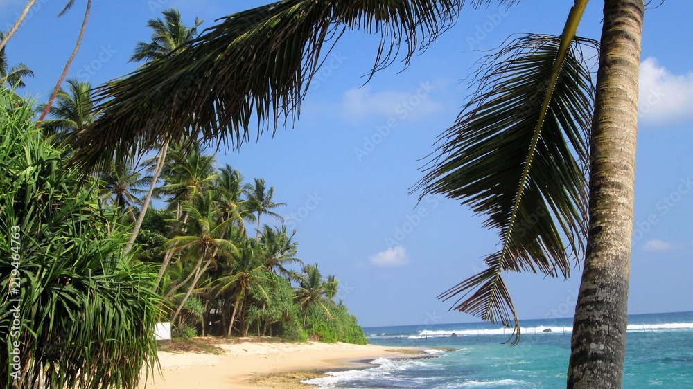 Palmenstrand indischer Ozean