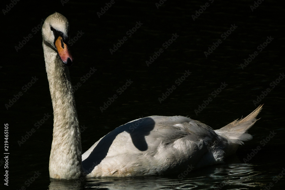 Fototapeta premium Cisne Branco / Mute Swan (Cygnus olor)