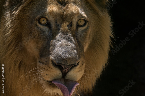 Le  o   Lion  Panthera leo 