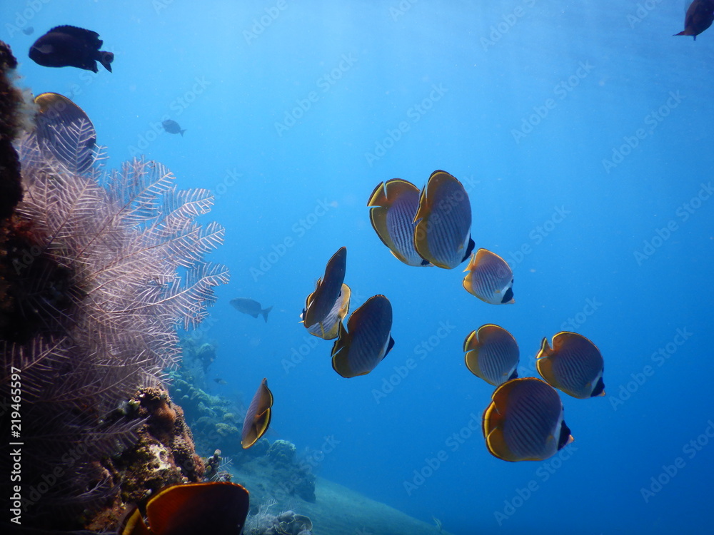 Falterfische Jemeluk Beach Amed Bali Indonesien