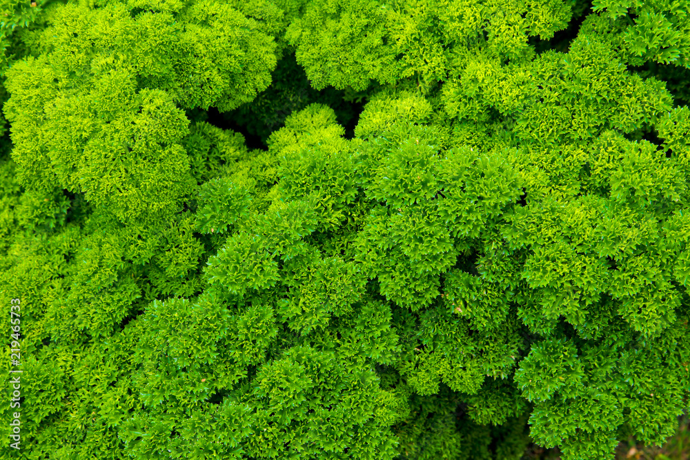 Parsley Forest