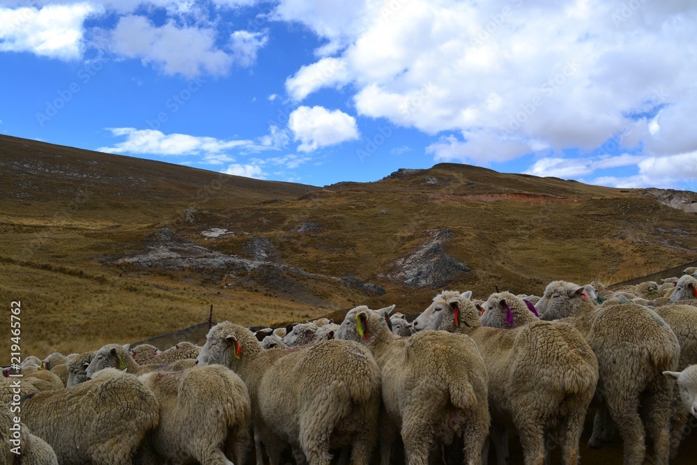 Sheeps 2