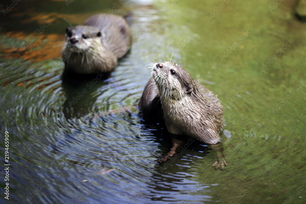 Cute couple of eurasian otters (Lutra lutra) playing in water Cute couple of eurasian otters (Lutra lutra) playing in water