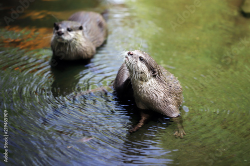 Cute couple of eurasian otters (Lutra lutra) playing in water