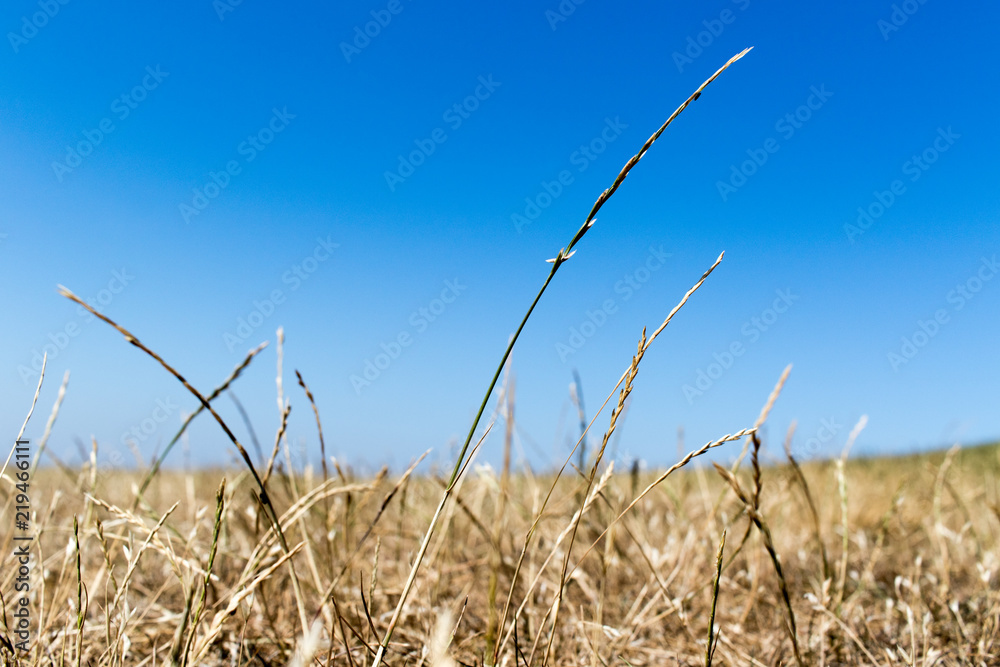 Obraz premium vertrocknetes Gras während Dürre 2018