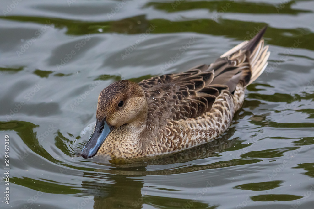 duck swimming duck swimming