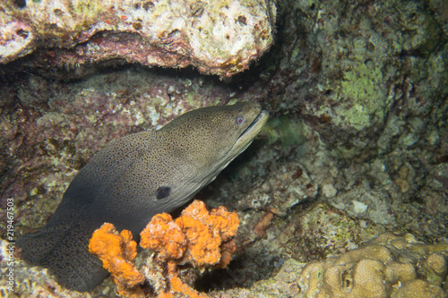 Moray eel peeking out of its cave in the coral reef during a night dive in the tropical seas of Egypt