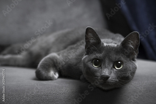 pet cat portrait 