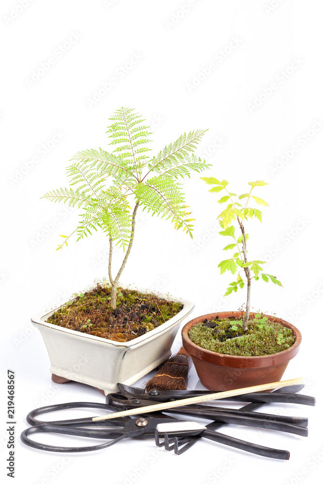 Two small bonsai behind the tools isolated Two small bonsai behind the tools isolated