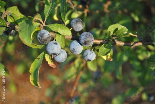 Tarnina - Prunus spinosa