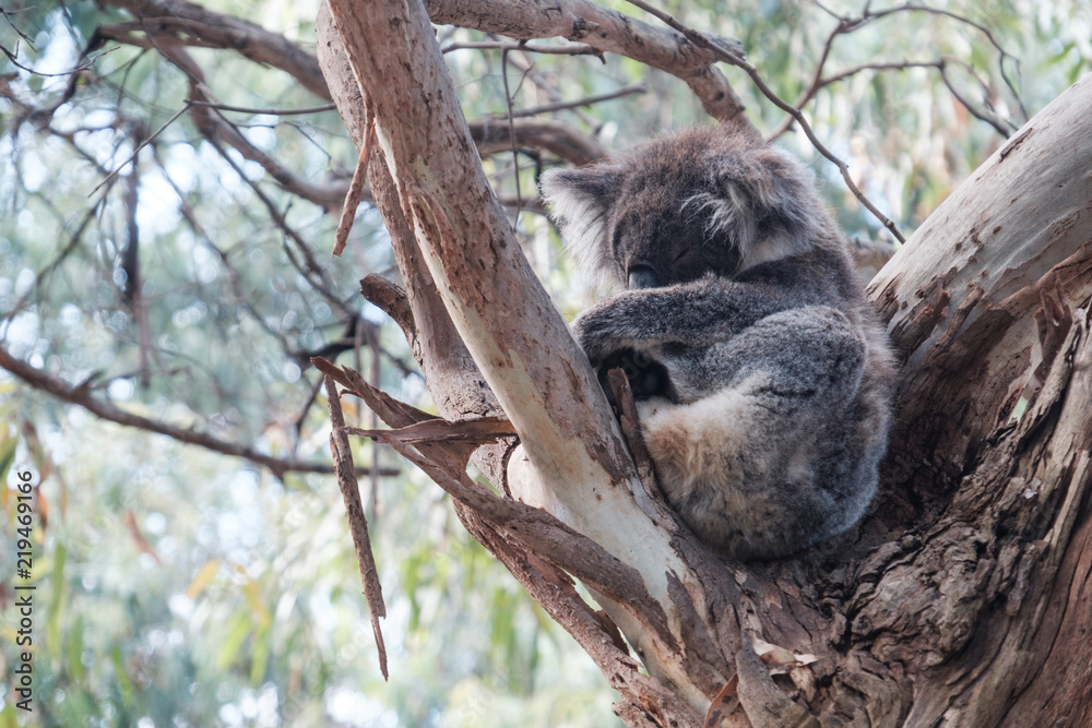 Fototapeta premium Koalas along the Great Ocean Road