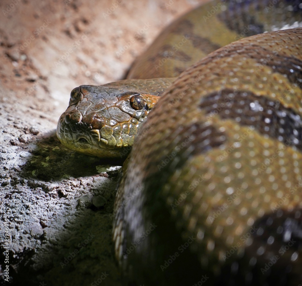 Observant constrictor snake, looking in the camera Observant constrictor snake, looking in the camera