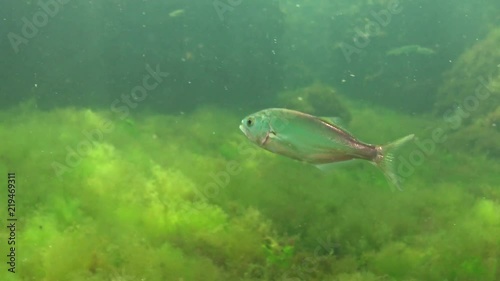 The bluefish (Pomatomus saltatrix). Predatory fish, the Black Sea. Young fish hunt near the shore photo