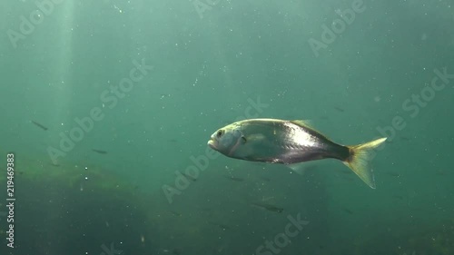 The bluefish (Pomatomus saltatrix). Predatory fish, the Black Sea. Young fish hunt near the shore photo