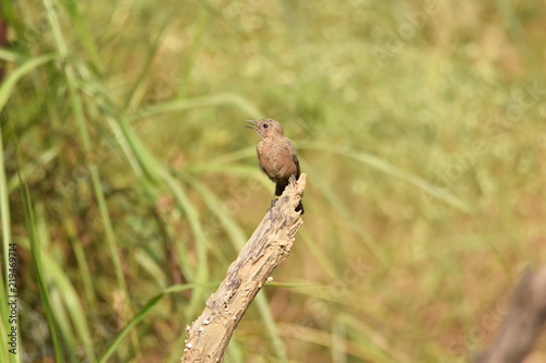 brown color bird on stem with green back ground 