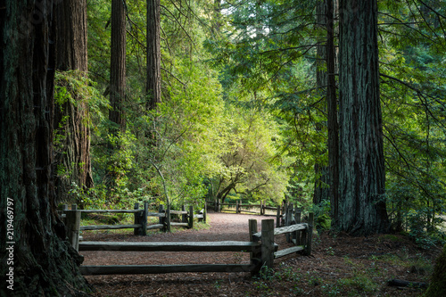 Fototapeta Naklejka Na Ścianę i Meble -  Big Basin Redwood State Park
