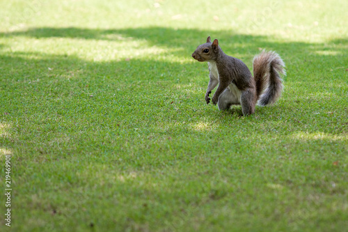 A squirrel eating a nut on a lawn in Knoxville Tennessee
