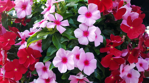 Background of beautiful  Madagascar periwinkle flower photo