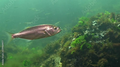 The bluefish (Pomatomus saltatrix). Predatory fish, the Black Sea. Young fish hunt near the shore photo