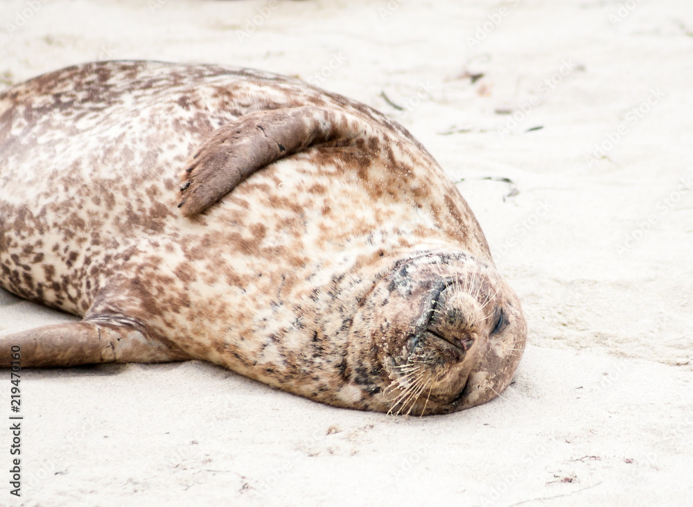 A Harbor seal (Phoca vitulina) lounging at Casa Beach, also known as the Children's Pool, in La Jolla California A Harbor seal (Phoca vitulina) lounging at Casa Beach, also known as the Children's Pool, in La Jolla California