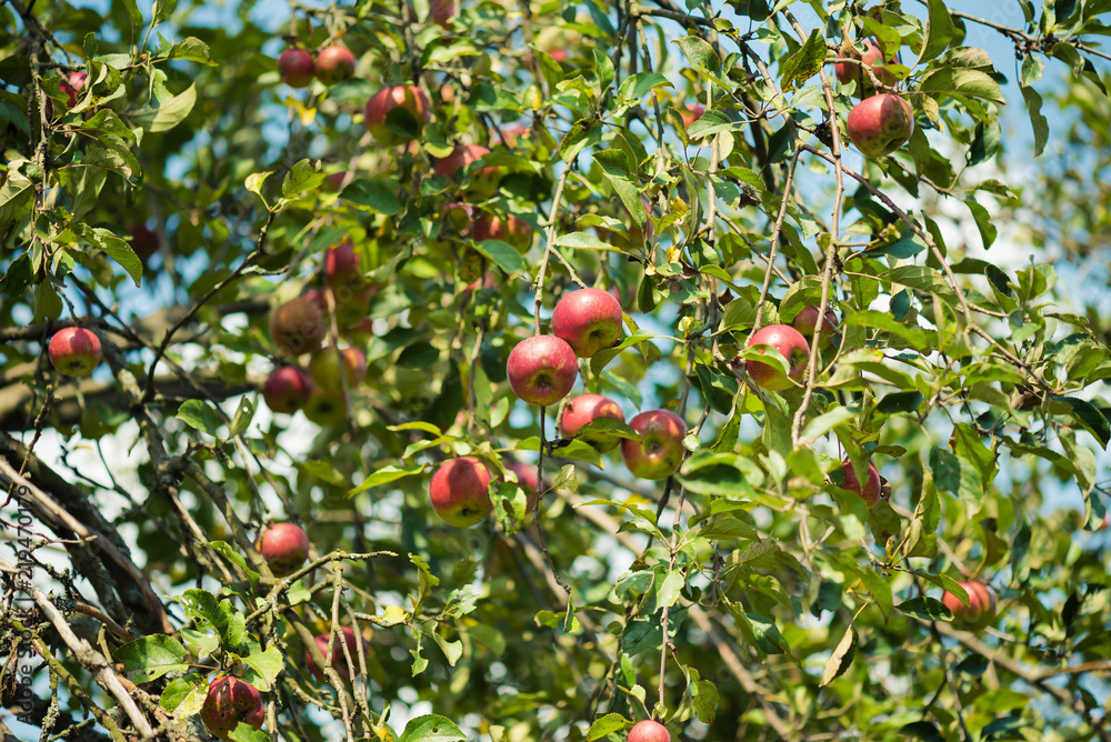 Growing apples in an environmentally friendly environment