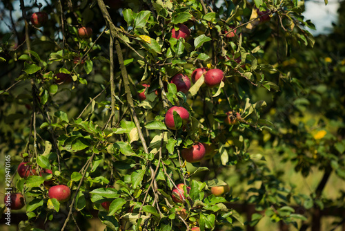 Growing apples in an environmentally friendly environment