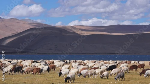Wallpaper Mural Group of sheeps and Kashmir Pashmina goats grazing, eating grass near Tso Moriri lake at Himalaya mountains. Astonishing pastoral scenery with herd of domestic animals at highland. Ladakh, India Torontodigital.ca