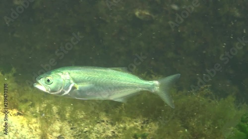 The bluefish (Pomatomus saltatrix). Predatory fish, the Black Sea. Young fish hunt near the shore photo