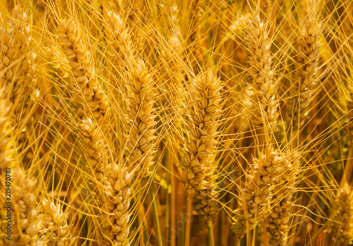 Closeup shot of golden wheat field at sunny summer day