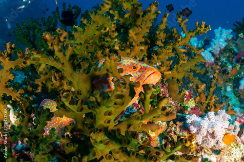 A Coral Grouper hiding on a tropical coral reef photo