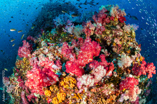 A beautiful, colorful and healthy tropical coral reef in Asia