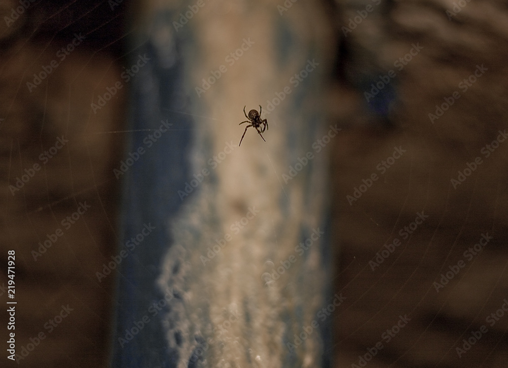 spider, insect, macro, animal, nature, ant, closeup, bug, 