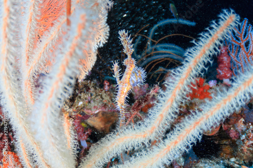 A delicate and well camouflaged Ornate Ghostpipefish on a tropical coral reef photo