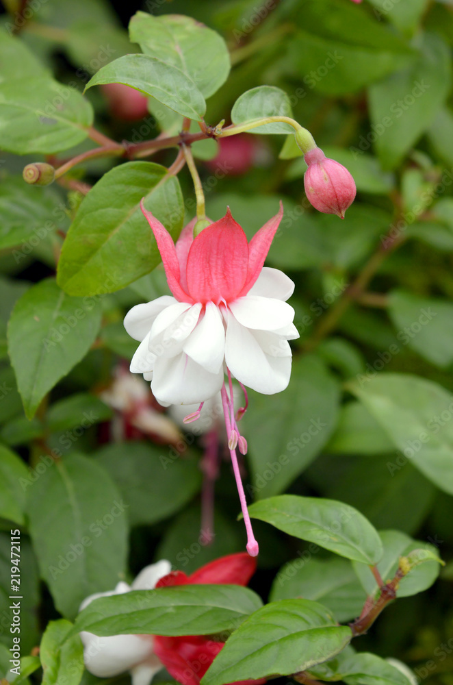 Fototapeta premium Fuchsia Gotenburg