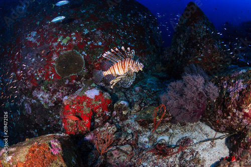 Predatory Lionfish patrolling a deep  dark coral reef at dusk