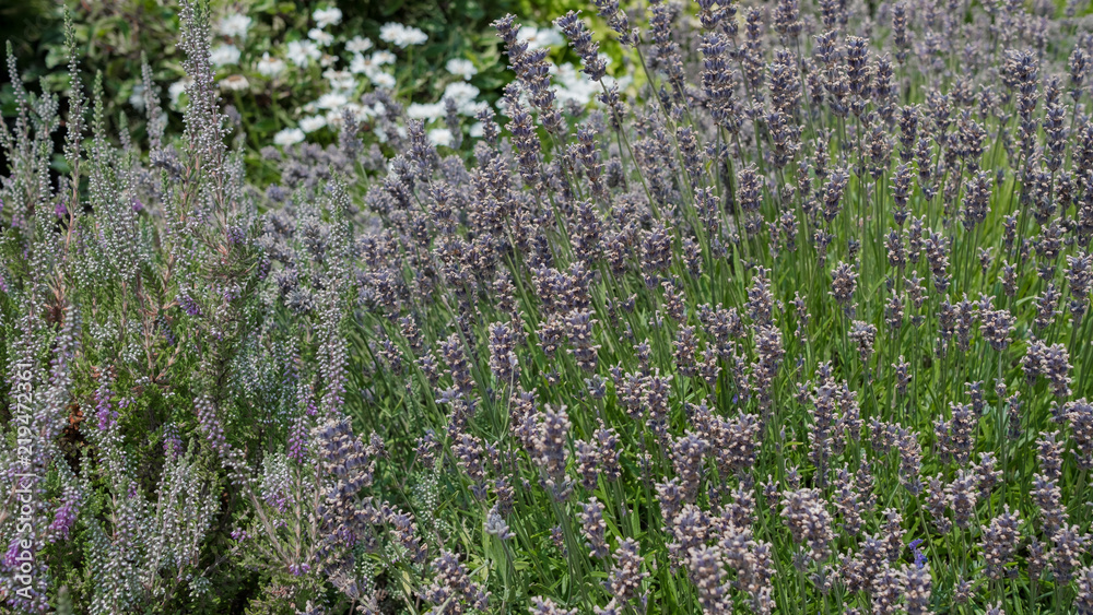Lavender blooms from the side