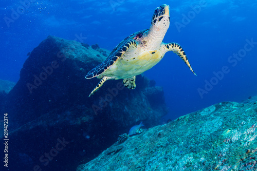 Hawksbill Sea Turtle swimming in blue water over a tropical coral reef © whitcomberd