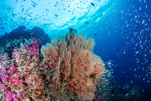 Fototapeta Naklejka Na Ścianę i Meble -  Schools of colorful tropical fish swimming around a beautiful coral reef