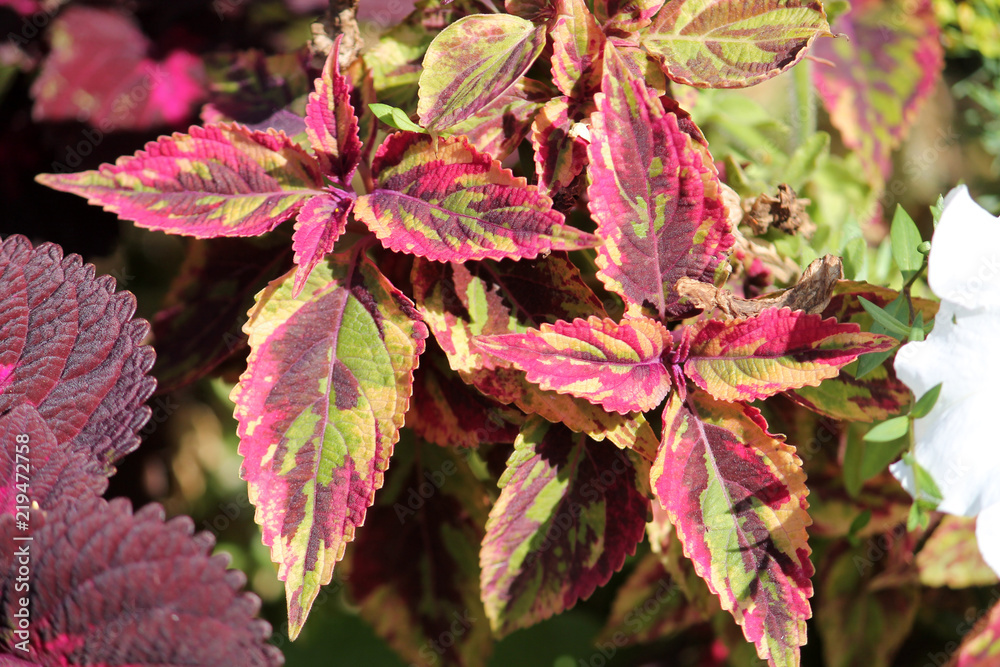 Coleus blumei or Painted nettle. Cultivar with mottled leaves Coleus blumei or Painted nettle. Cultivar with mottled leaves